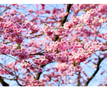 Frühlingstraditionen Foto Pixabay