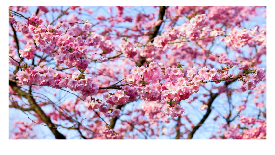 Frühlingstraditionen Foto Pixabay