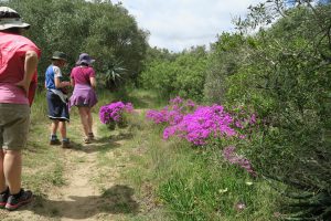 Frühlingstradition Familien Spaziergang Western Cape